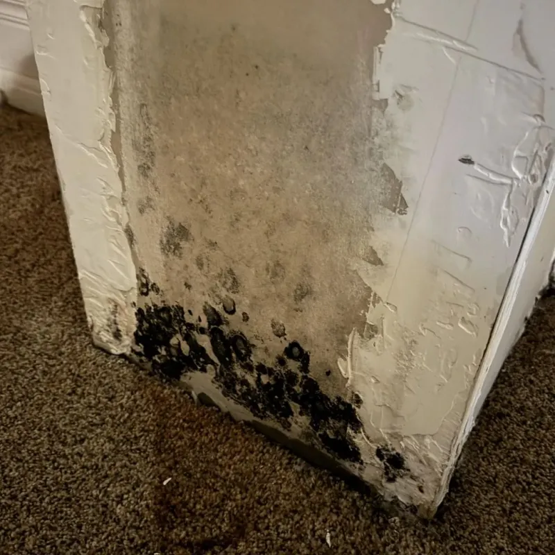 Professional Mold Removal in Sheridan, CA